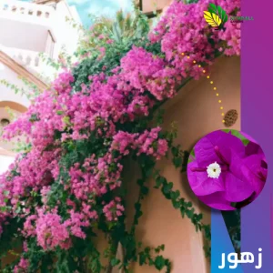 شجرة جهنمية