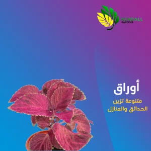 شتله الكوليوس (السجاد) - أحمر