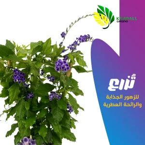 شتله دورانتا