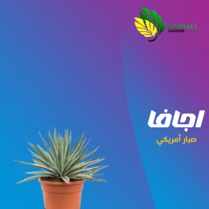مشتل