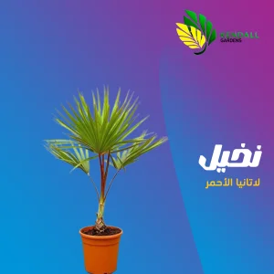 شتله لاتانيا