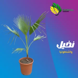 نخل واشنطني