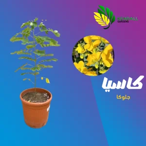 أكاسيا جلوكا