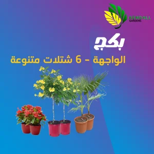 شتلات متنوعة