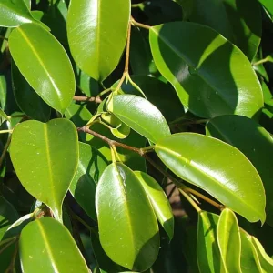 فيكس بنجامينا Ficus Benjamina