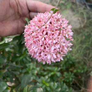 اكزورا وردي - Ixora coccinea