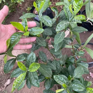 شجرة جاردينيا خارجية – Gardenia مزهرة بأوراق خضراء وأزهار بيضاء عطرية