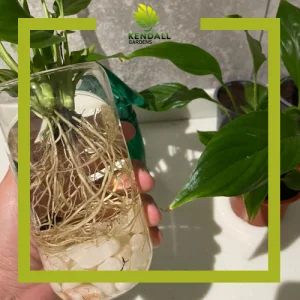 خدمة حضانة النباتات – رعاية آمنة لنباتاتك أثناء السفر