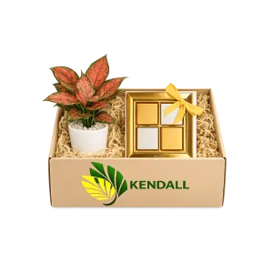 هدية شهر الخير أجلونيما مع شوكولاتة بستاني