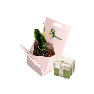 هدية فاخرة: بوكس شوكولاتة Chocoline مع نبتة جلد النمر