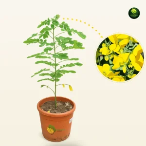 أكاسيا جلوكا