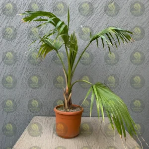 نخل واشنطني