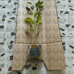 شجرة توبوبيا وردي 1 متر مزهرة للحدائق Tabebuia rosea