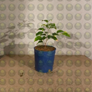 فيكس بنجامينا للبيع في جدة