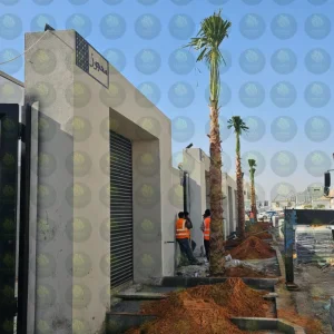 نخيل واشنطونيا