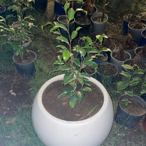 فيكس بنجامينا Ficus Benjamina