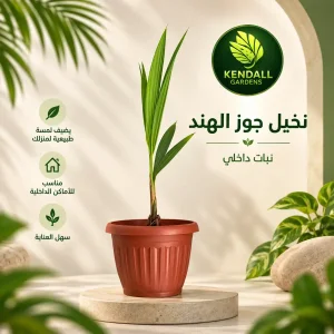 نخيل جوز الهند
