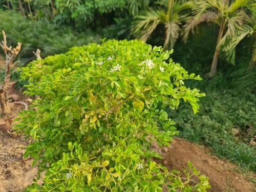 جياك- خشب هندي Guaiacum Officinale