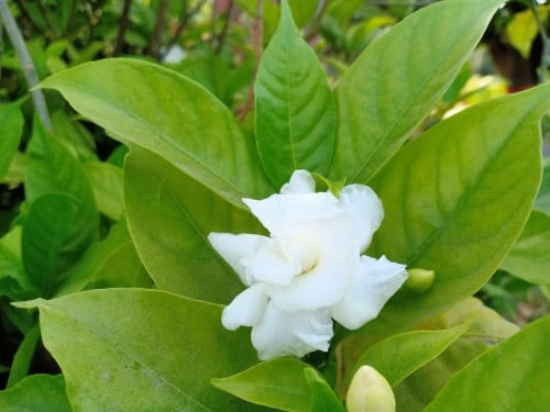 زهرة المروحة ، كريب الياسمين-pinwheel flower, crape jasmine