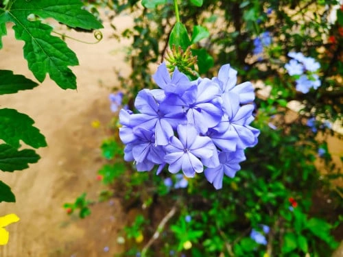 بلمباقو Plumbago auriculata
