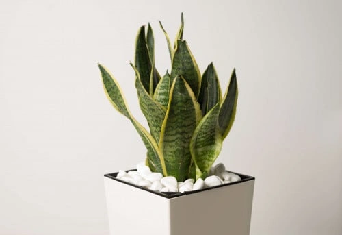 النباتات المنزلية